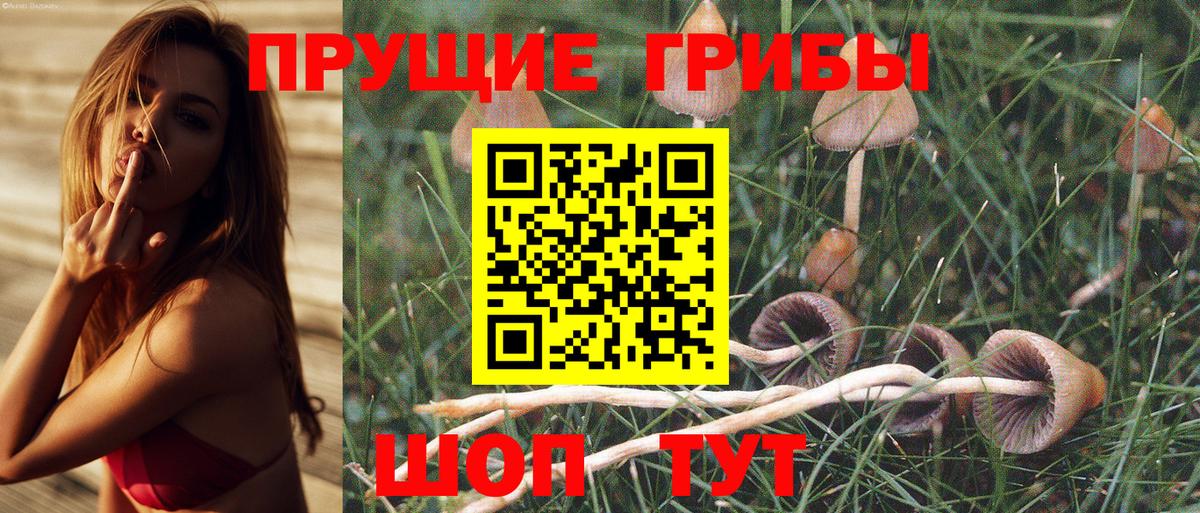 Галлюциногенные грибы Cubensis  где купить наркотик  Дзержинский  Вход с VPN 